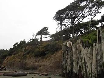 An eroded beach bluff with a view of the trail leading from the beach to Kalaloch Campground. Windswept evergreen trees rise on the bluff above.