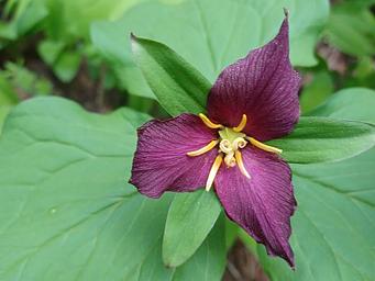 Trillium flower at Hemlock Lake