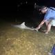 Nighttime shoreline image showing a person handling a large fish (or shark) near the water under a pier — documents nighttime fishing activity and waterfront character of the campground.