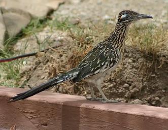 roadrunner standing on short wall