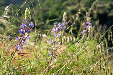 Early blooming lupin flowers. If you are from Texas, you will try to call these bluebonnets. In California they are lupins. Yes I have had this argument with a friend.
