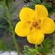 A yellow bloom of Bush Cinquefoil (Dasiphora fruticosa ssp. floribunda)