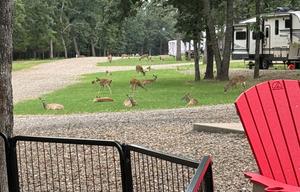 2026 Forest River RV Salem 33TS