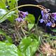 Western Houndstooth in Springtime at Dillon Creek CG