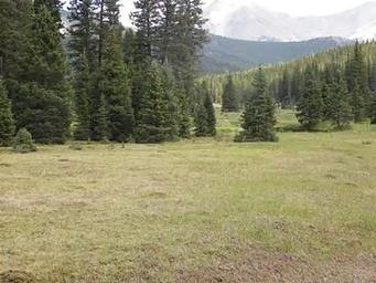 Grassy meadow with spruce trees and mountains in background