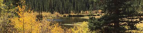 Lodgepole (Jefferson Lake, Fairplay Colorado)