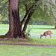 Deer in Group Area