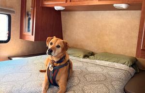 Pet Friendly - Welcome to the Pine and Dandy