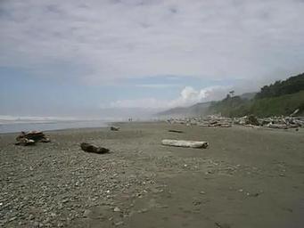 A long stretch of beach at Kalaloch Campground. The beach is comprised of sand and small rocks. Large amounts of driftwood litter the coastline.