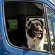 2016 Sprinter - Family & pet adventure van!