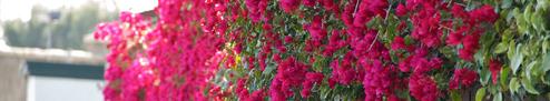 Beautiful pink flowers inside a wooden fence
