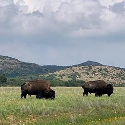 American bison graze the prairie.