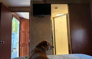Pet Friendly - Welcome to the Pine and Dandy