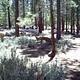 LOGGER CAMPGROUND