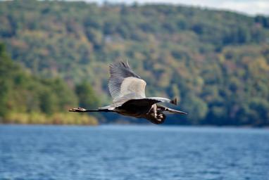 Androscoggin Lake Campground