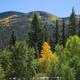 Scenic landscape view of the surrounding tree-covered hills and aspen patches used on the site background — shows the campground’s mountain scenery and tree cover.