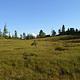 Muskeg behind the cabin