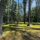 Picnic area in the pine trees