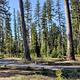 Spend time in an old-growth Western larch forest at Seeley Lake Campground. 