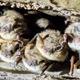 Close-up of bats roosting inside the cave — documents natural wildlife visitors may see on cave tours (file hosted on the site).