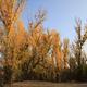 Fall in the Campground