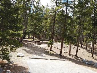 Limber Pine Campsite