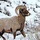 Bighorn Ram