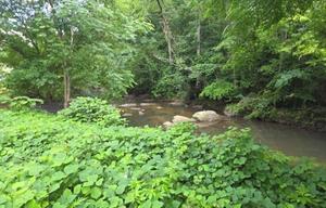 The WildWood