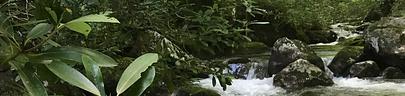 Streams in Pisgah National Forest