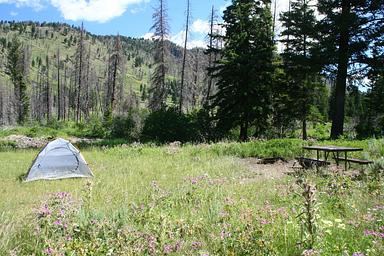 Magenta-pink fireweed flowers surround a blue tent at Slough Creek Campground Site #4