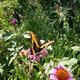 Butterfly and Coneflower in Overlook Park