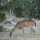 Deer grazing at Canyon Lake