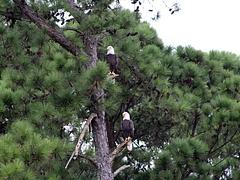 Wildlife 