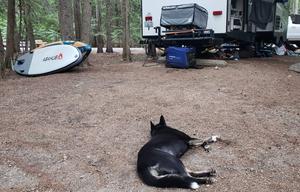 Wanderer- Inland NW Rentals'  Forest camp king!