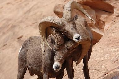 Two male Deset Bighorn Sheep