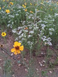 Abilene Butterfly RV Resort