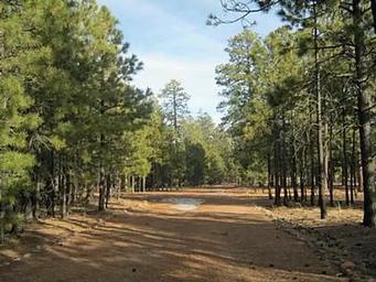 Black Canyon Rim Campground (Apache-sitgreaves National Forest, AZ)