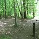 Area of cleared flat ground in the green forest near a meadow next to a wooden post labeled 3