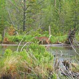 Wilderness Edge Campground, Inc.