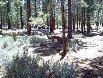 LOGGER CAMPGROUND