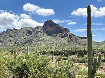 Cacti in front of a mountain.