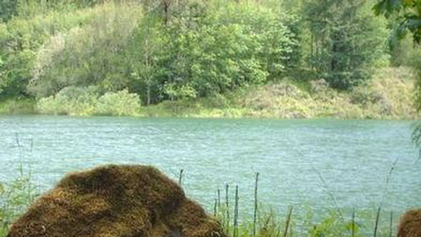 Black Canyon Campground (willamette National Forest, Or)