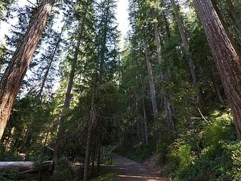 Trees in the campground