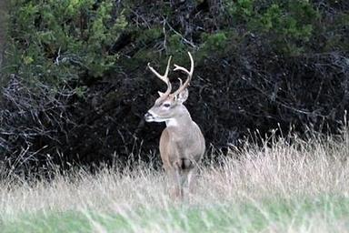 LOFERS BEND WEST-DEER