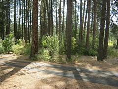 Road with trees and bushes in the background.