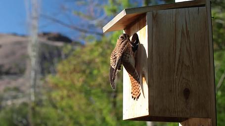 American Kestrel