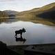 Moose in front of Virginia Lake 