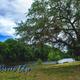 Spanish moss on tree by Yellow River