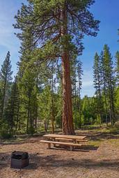 INDIAN TREES CAMPGROUND  Campsite