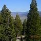 CALPINE LOOKOUT